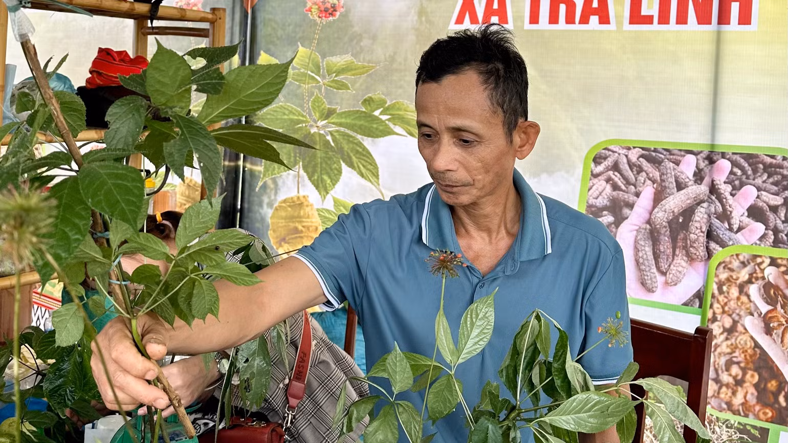 Người dân các xã mang cây sâm giống đến giới thiệu và quảng bá tại lễ hội.