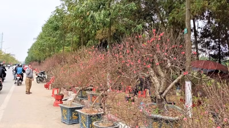 Chậu đào với đủ các thế được bày bán trên đường. Chậu đào với đủ các thế được bày bán trên đường.
