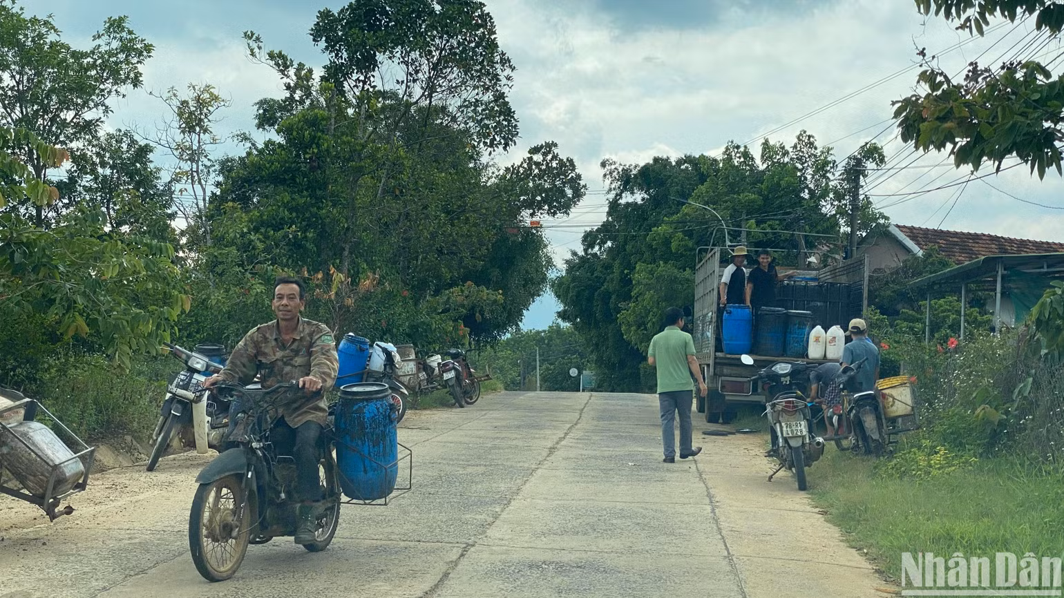 Người dân xã nông thôn mới Sông Hinh, huyện Sông Hinh, Phú Yên vui mùa thu hoạch cao-su.