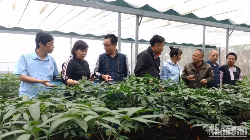 Quốc bảo Sâm Ngọc Linh đã trồng thành công tại bản Cam Ta, xã Chiềng Chung, huyện Mai Sơn, tỉnh Sơn La.