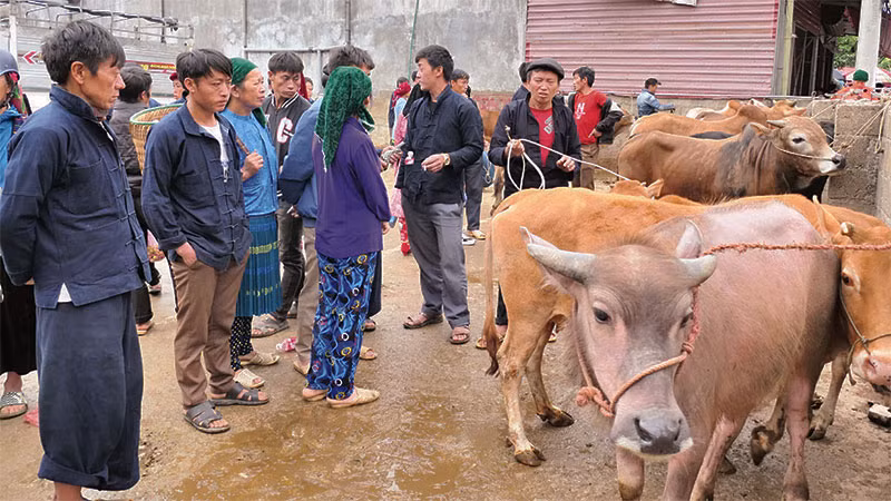 Bình quân mỗi phiên chợ, có từ 100 đến 200 con bò được người dân đem đến để trao đổi, mua bán.