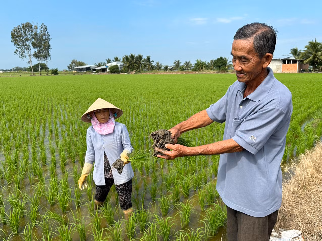 Hợp tác xã sản xuất lúa giống ST25 bằng máy cấy và canh tác tiên tiến ở Sóc Trăng.