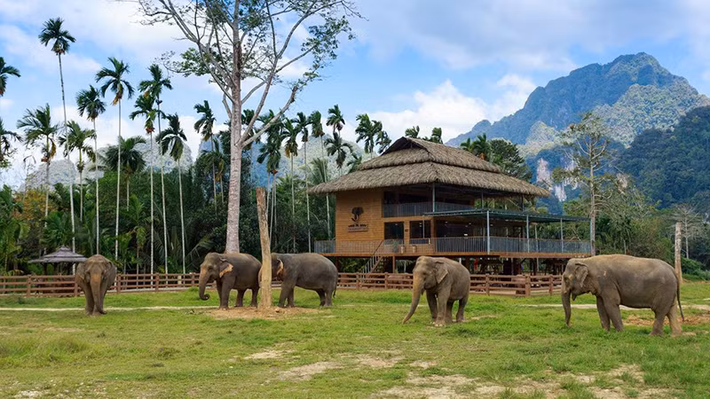 Những chú voi dạo chơi ở Elephant Hills. Những chú voi dạo chơi ở Elephant Hills.