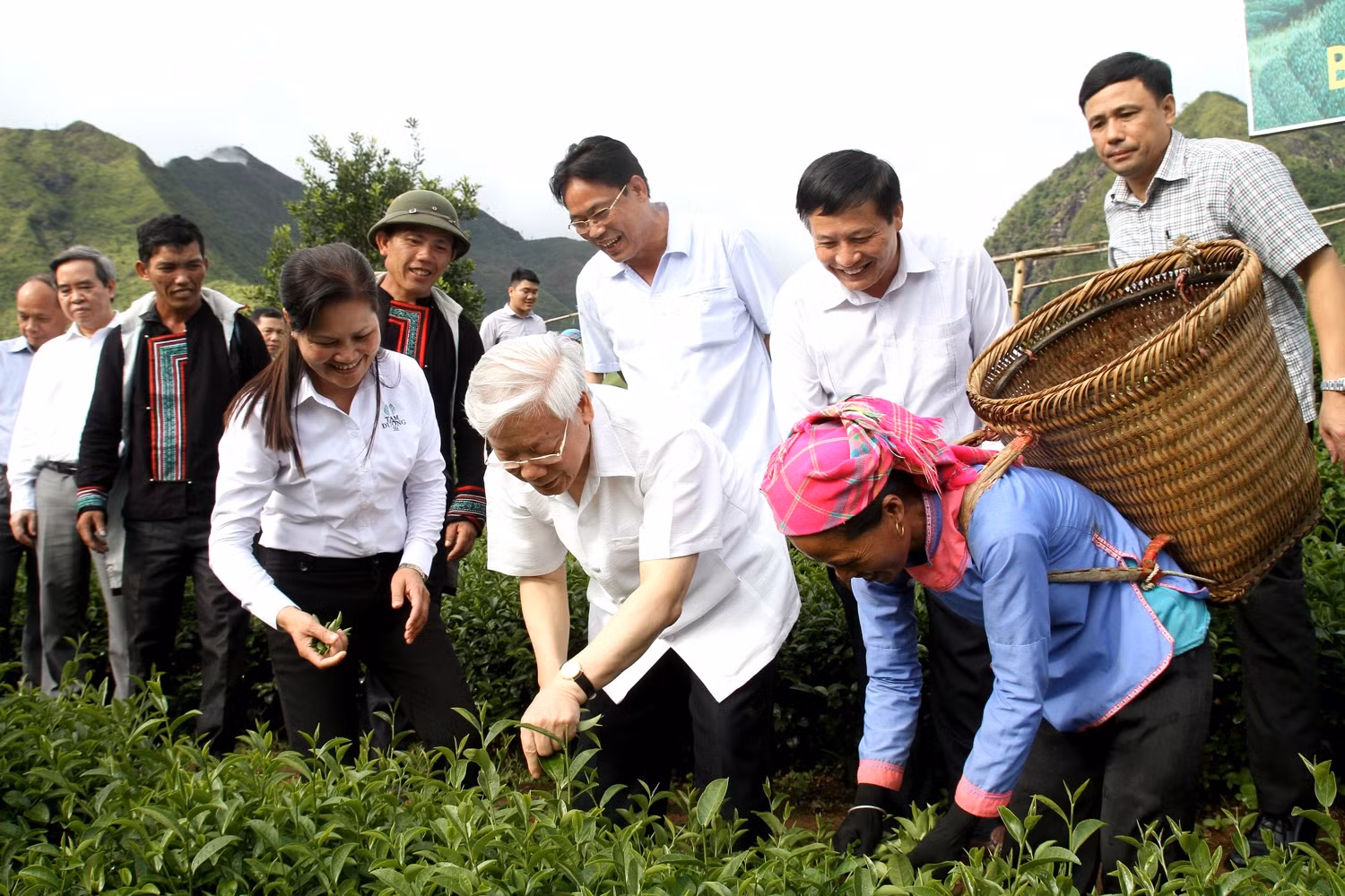 Tổng Bí thư Nguyễn Phú Trọng hái chè cùng bà con nhân dân xã Bản Bo.(Ảnh tư liệu)