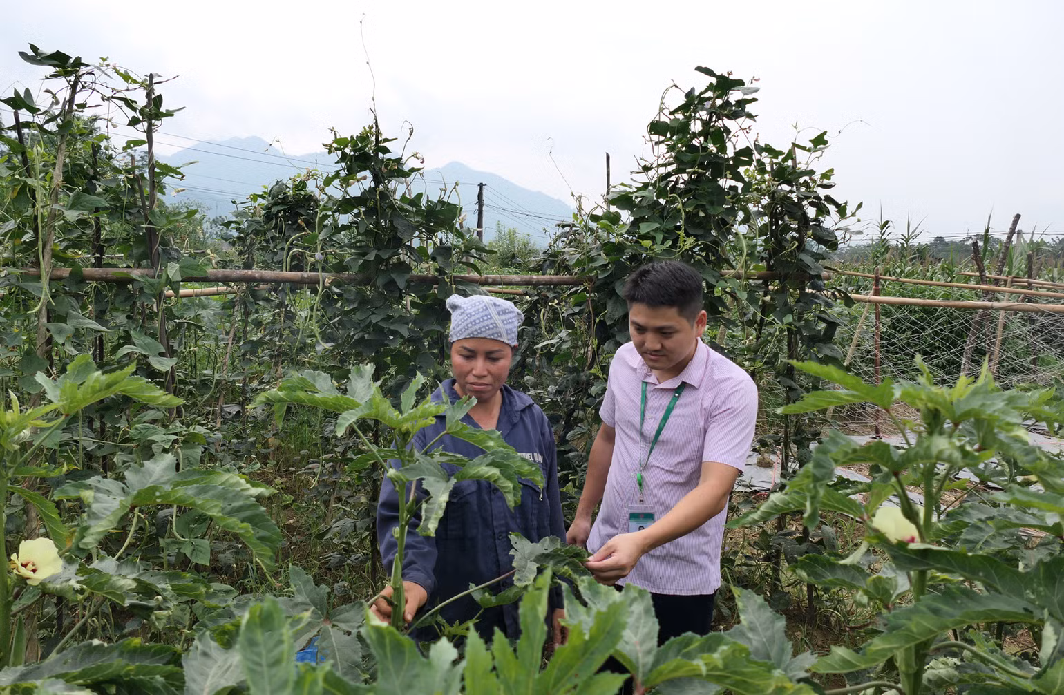 Nhờ vay vốn cải tạo vườn tạp, gia đình chị Vương Thị Kình, thôn Làng Vàng 2, thị trấn Vị Xuyên, huyện Vị Xuyên có nguồn thu ổn định.