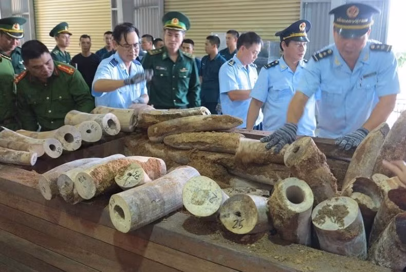 Ngà voi được thu giữ trong một vụ buôn bán động vật hoang dã. Ngà voi được thu giữ trong một vụ buôn bán động vật hoang dã.