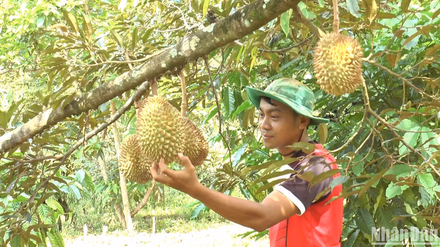 Người dân cần thận trọng khi mở rộng diện tích trồng sầu riêng.