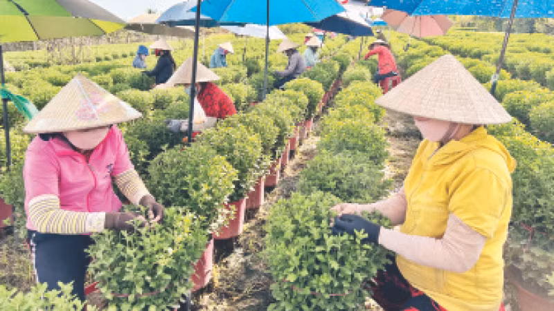 Nông dân xã Phú Sơn, huyện Chợ Lách, tỉnh Bến Tre chăm sóc hoa chuẩn bị cung ứng thị trường Tết. Nông dân xã Phú Sơn, huyện Chợ Lách, tỉnh Bến Tre chăm sóc hoa chuẩn bị cung ứng thị trường Tết.