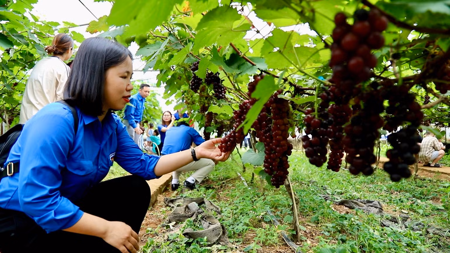 Vườn nho đang thu hút đông đảo du khách trải nghiệm. Vườn nho đang thu hút đông đảo du khách trải nghiệm.