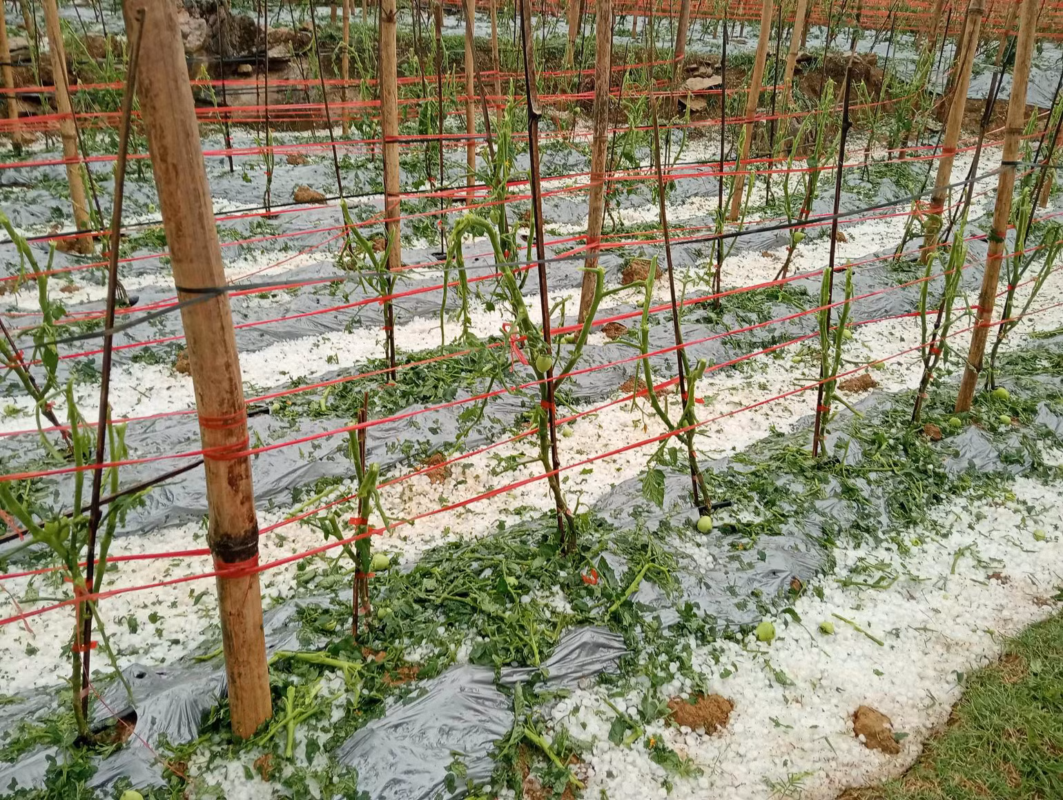 Ruộng cà chua của bà con bị dập nát vì mưa đá kéo dài. Ruộng cà chua của bà con bị dập nát vì mưa đá kéo dài.