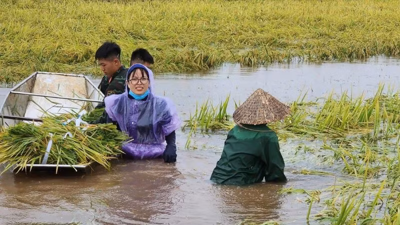 Hội viên, phụ nữ tại huyện Ba Vì tích cực hỗ trợ người dân thu hoạch lúa.