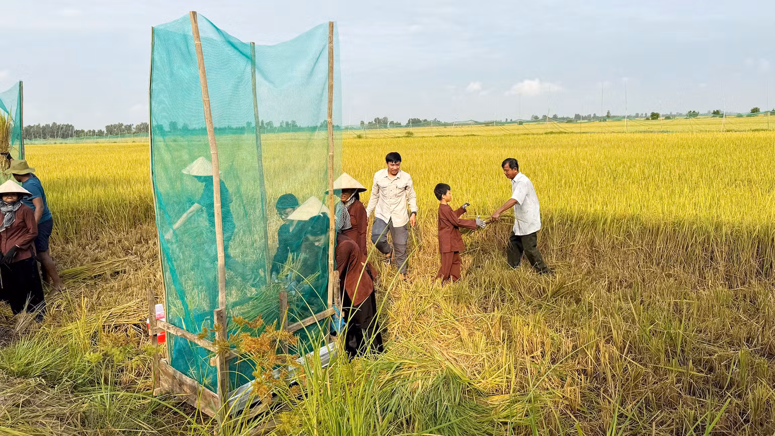 Du khách trải nghiệm cắt và đập lúa thủ công bằng tay ngay tại ruộng.