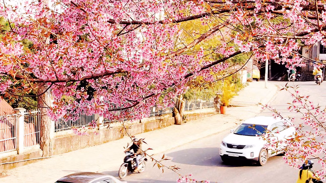 Trên nhiều cung đường Ðà Lạt rợp sắc hồng hoa mai anh đào.
