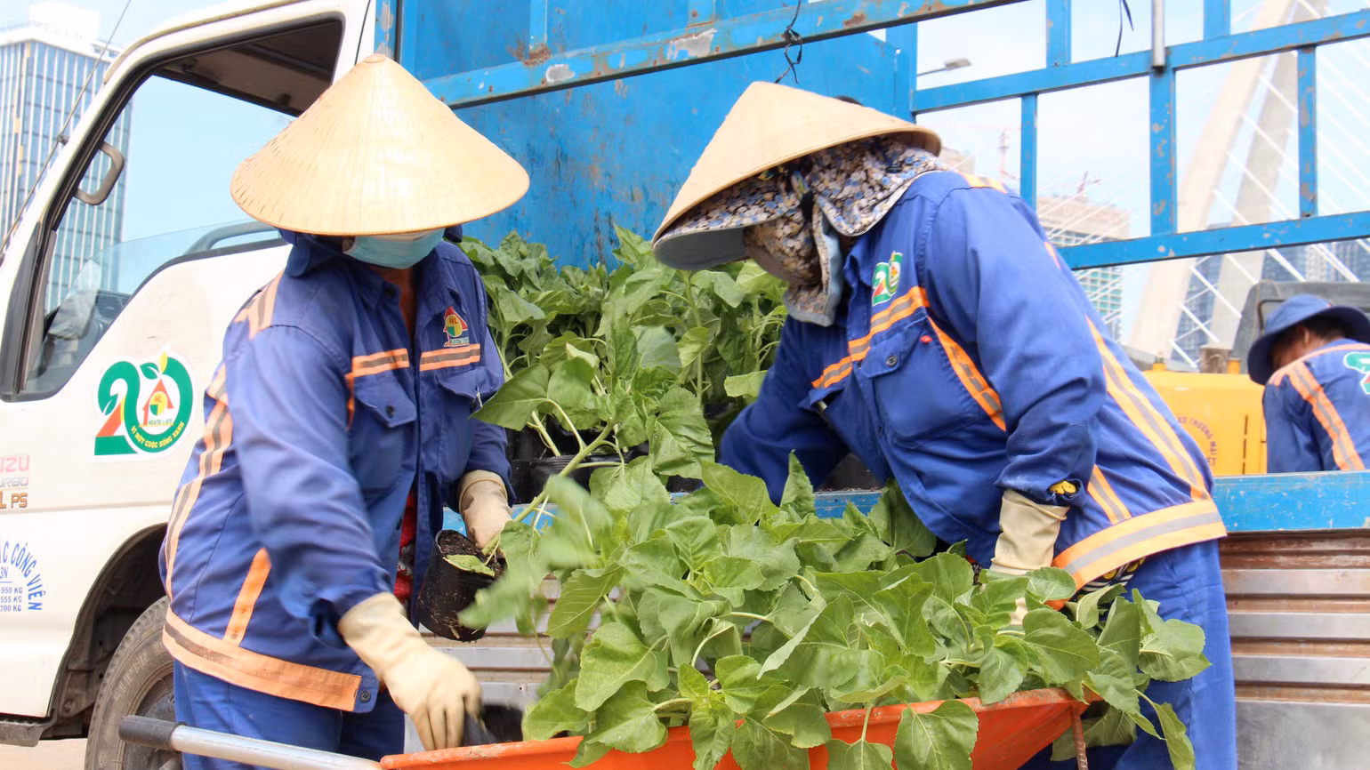 Hàng chục nghìn cây hoa hướng dương được công nhân lấy từ vườn ươm ra trồng ở khu vực sông Sài Gòn phía Khu đô thị mới Thủ Thiêm. Vị trí cánh đồng hoa hướng dương nằm ở phía sau đình thần An Khánh hướng ra sông Sài Gòn. Hàng chục nghìn cây hoa hướng dương được công nhân lấy từ vườn ươm ra trồng ở khu vực sông Sài Gòn phía Khu đô thị mới Thủ Thiêm. Vị trí cánh đồng hoa hướng dương nằm ở phía sau đình thần An Khánh hướng ra sông Sài Gòn.