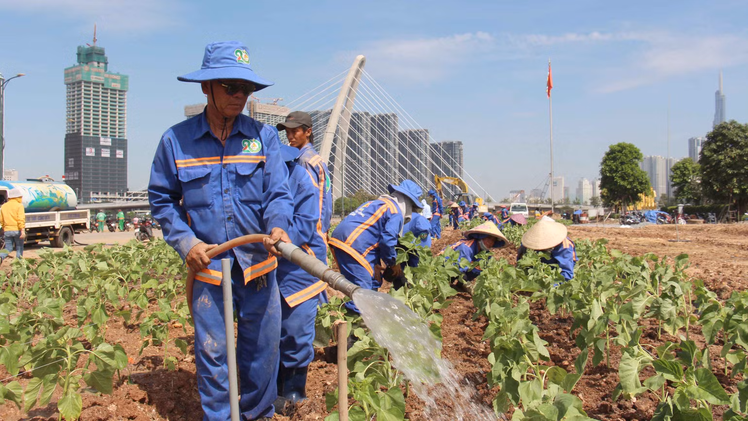 Theo bà Châu Ngọc Minh Đăng, Phó Giám đốc Công ty Hoàng Lam, vườn hoa hướng dương bờ sông Sài Gòn phía Thủ Thiêm sẽ bung nở trong 1 tháng nữa. Theo bà Châu Ngọc Minh Đăng, Phó Giám đốc Công ty Hoàng Lam, vườn hoa hướng dương bờ sông Sài Gòn phía Thủ Thiêm sẽ bung nở trong 1 tháng nữa.