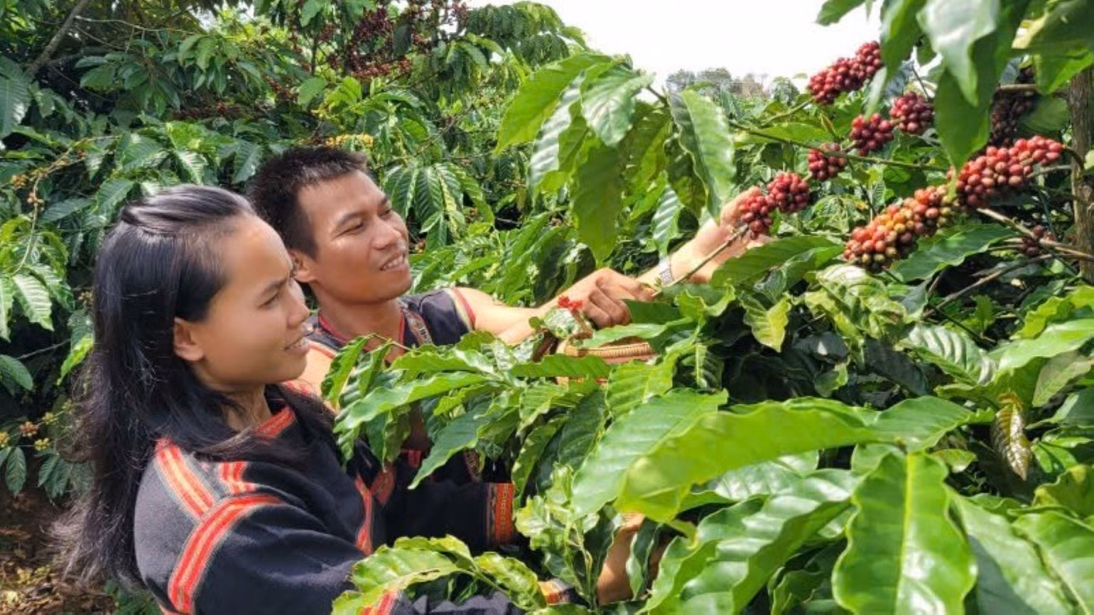 Nhiều hộ gia đình đồng bào dân tộc thiểu số ở Gia Lai đã vươn lên làm giàu từ nguồn vốn tín dụng chính sách ưu đãi.