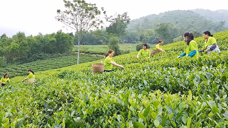 Chương trình mỗi xã 1 sản phẩm OCOP gắn với xây dựng nông thôn mới đã nâng thương hiệu, nâng giá trị chè Thái Nguyên.