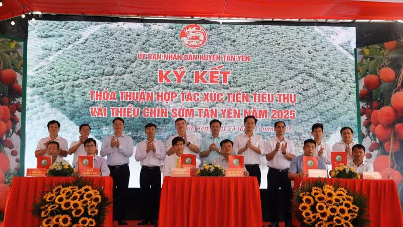 Lễ Ký kết tiêu thụ vải thiều sớm giữa các đơn vị.