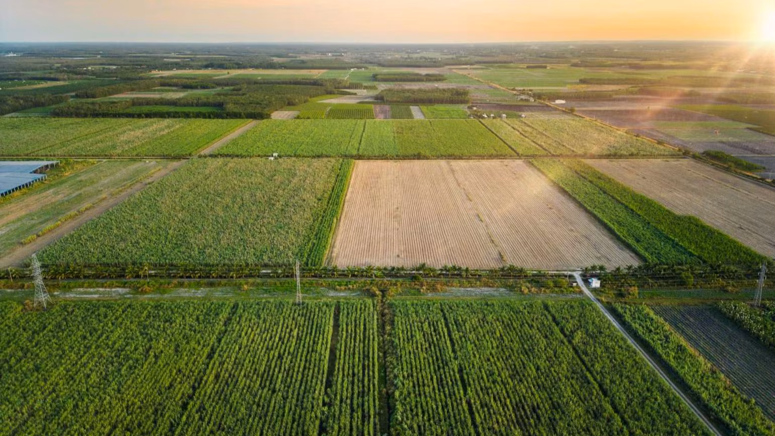TTC AgriS sở hữu hơn 71 nghìn ha diện tích vùng nguyên liệu tự chủ, ứng dụng nền tảng công nghệ nông nghiệp (Agtech), trải dài tại 4 quốc gia: Việt Nam, Lào, Campuchia, Australia. TTC AgriS sở hữu hơn 71 nghìn ha diện tích vùng nguyên liệu tự chủ, ứng dụng nền tảng công nghệ nông nghiệp (Agtech), trải dài tại 4 quốc gia: Việt Nam, Lào, Campuchia, Australia.