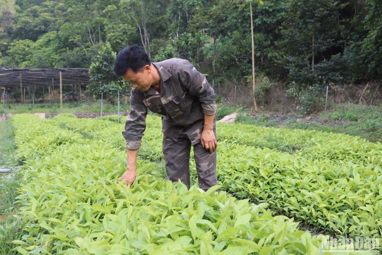 Người dân xã Bình Trung, huyện Chợ Đồn, Bắc Kạn chăm sóc giống cây lâm nghiệp. (Ảnh: HƯƠNG LIỄU) Người dân xã Bình Trung, huyện Chợ Đồn, Bắc Kạn chăm sóc giống cây lâm nghiệp. (Ảnh: HƯƠNG LIỄU)