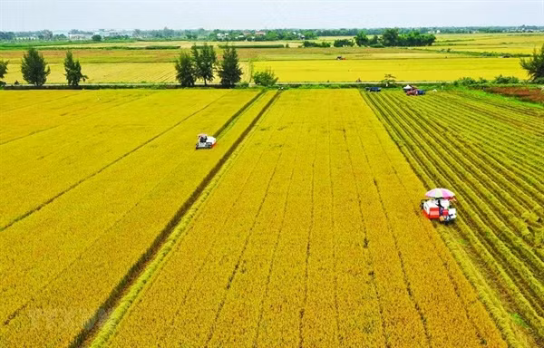 Các quy định của Luật tạo điều kiện để hình thành các vùng sản xuất nông nghiệp tập trung, sản xuất hàng hóa quy mô lớn, ứng dụng khoa học công nghệ.