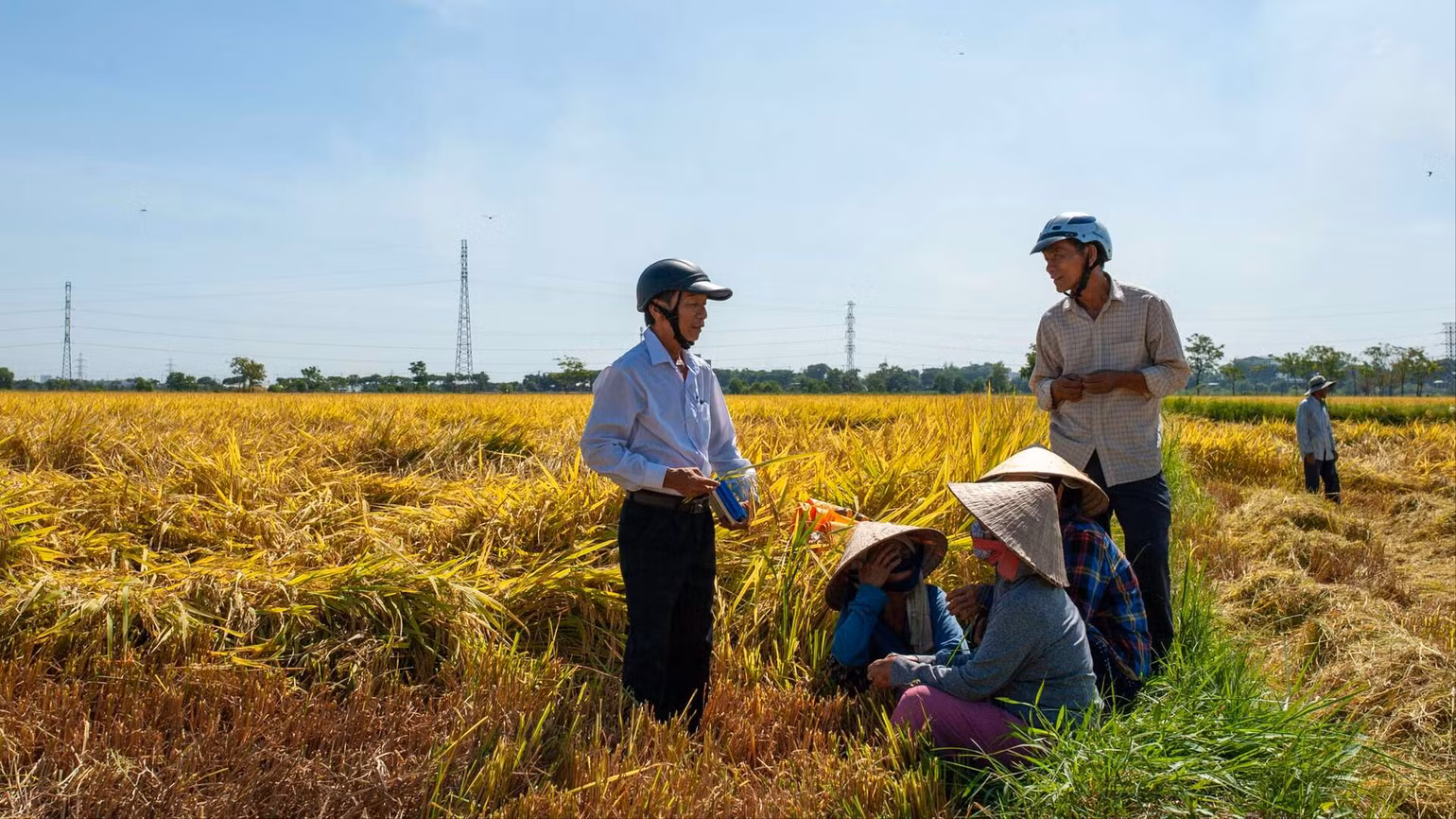 Bà con nông dân thôn Yến Nê phấn khởi vì lúa được mùa.