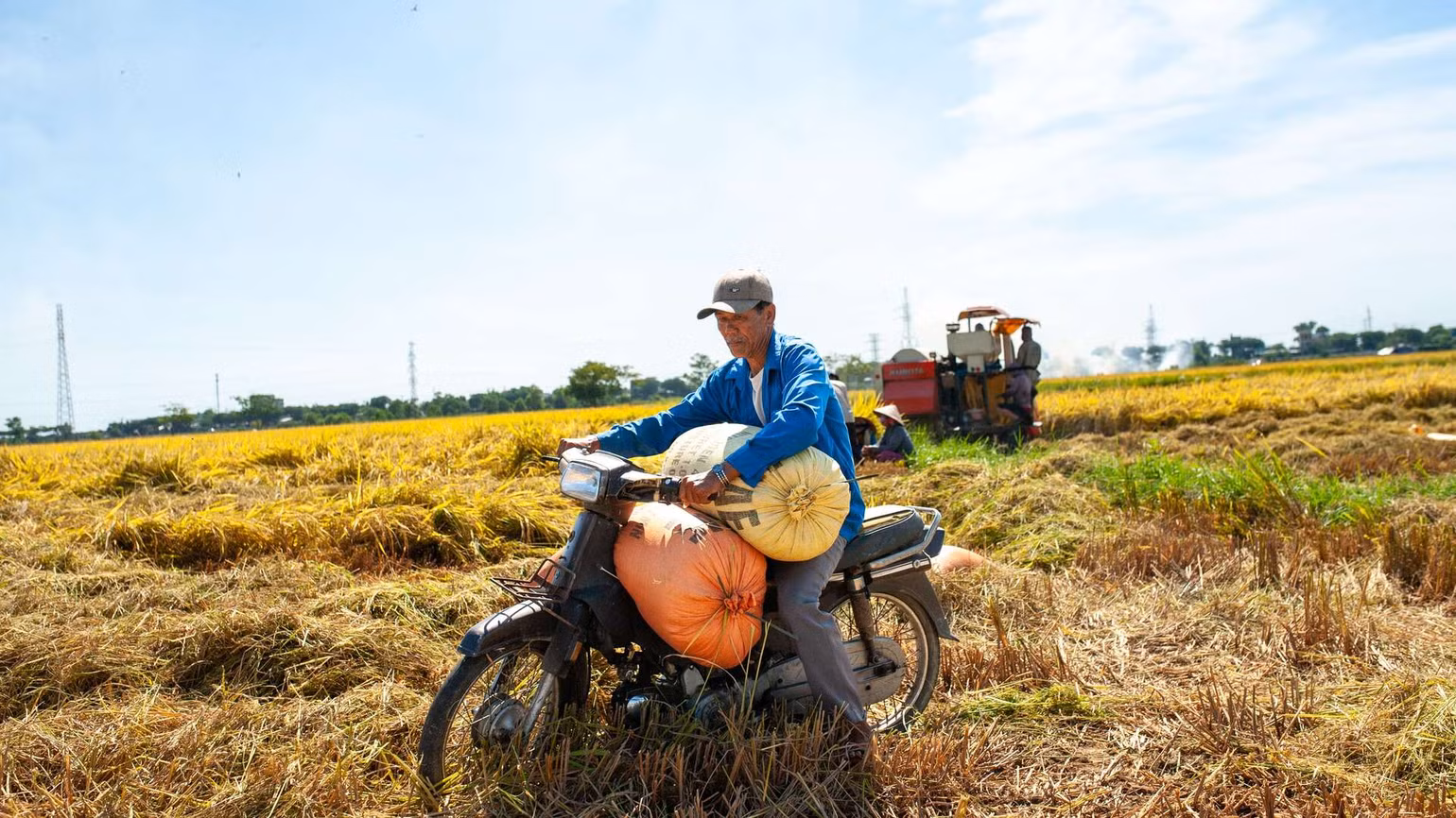 Một số người tranh thủ chở gạo về phơi nhân ngày có nắng.