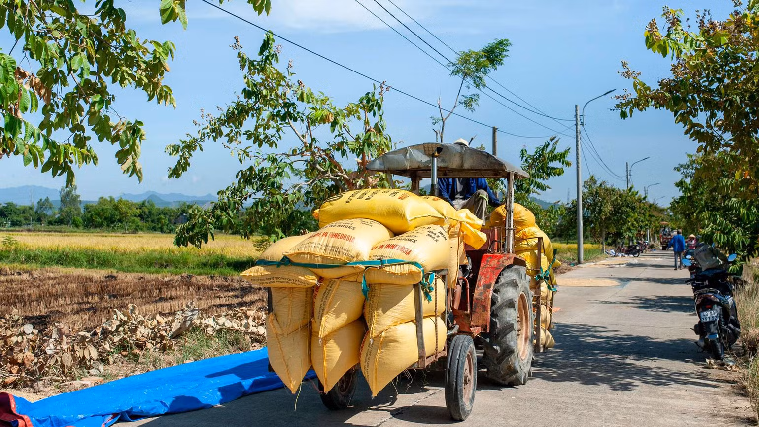 Nông dân chạy xe máy cày chở lúa về kho, bao lúa cao hơn mặt người.