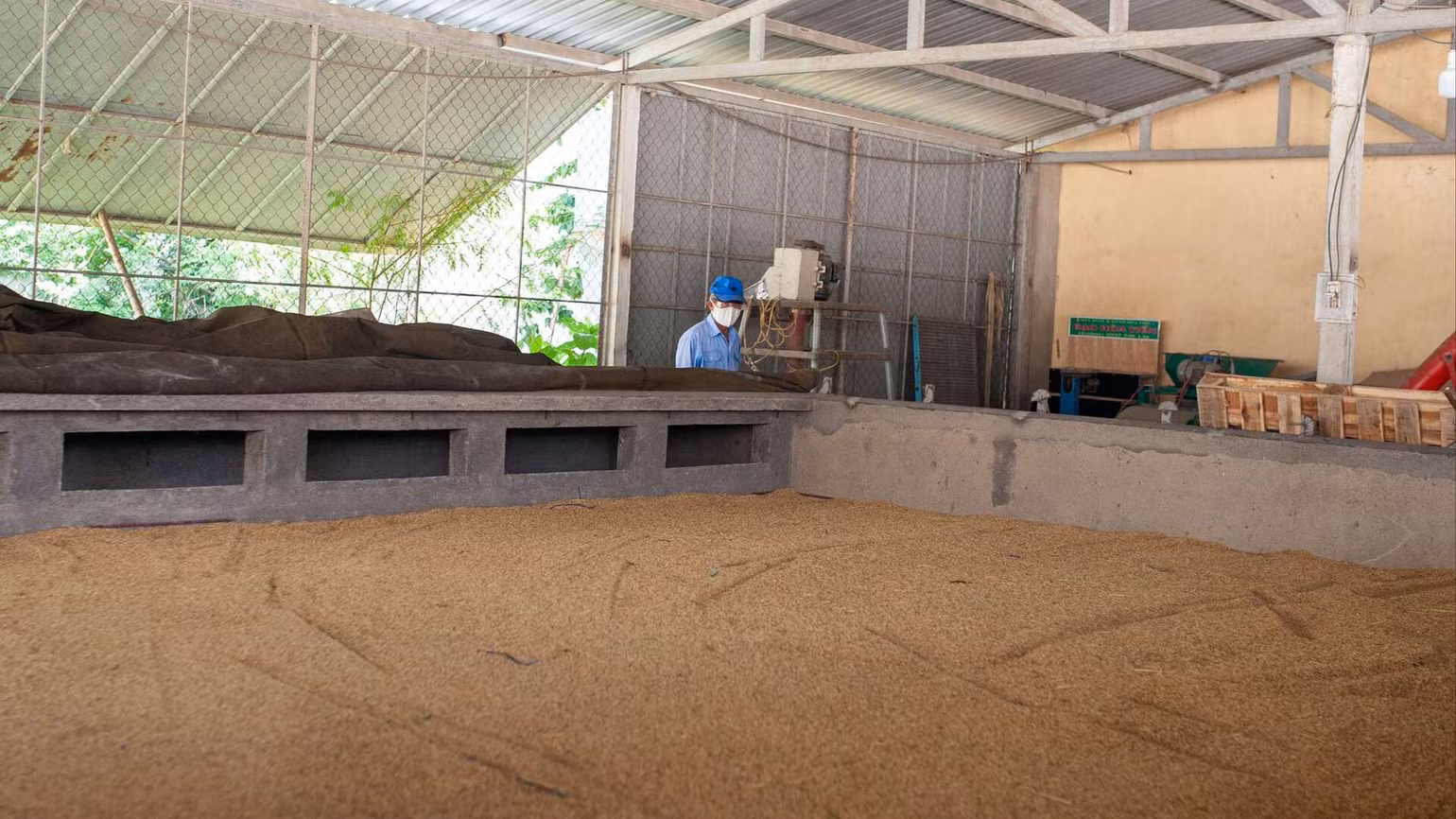 Tại khu nhà xưởng Hợp tác xã Dịch vụ sản xuất và Kinh doanh tổng hợp Hòa Tiến 1, lúa được phơi bằng máy sấy, giúp tối ưu thời gian.