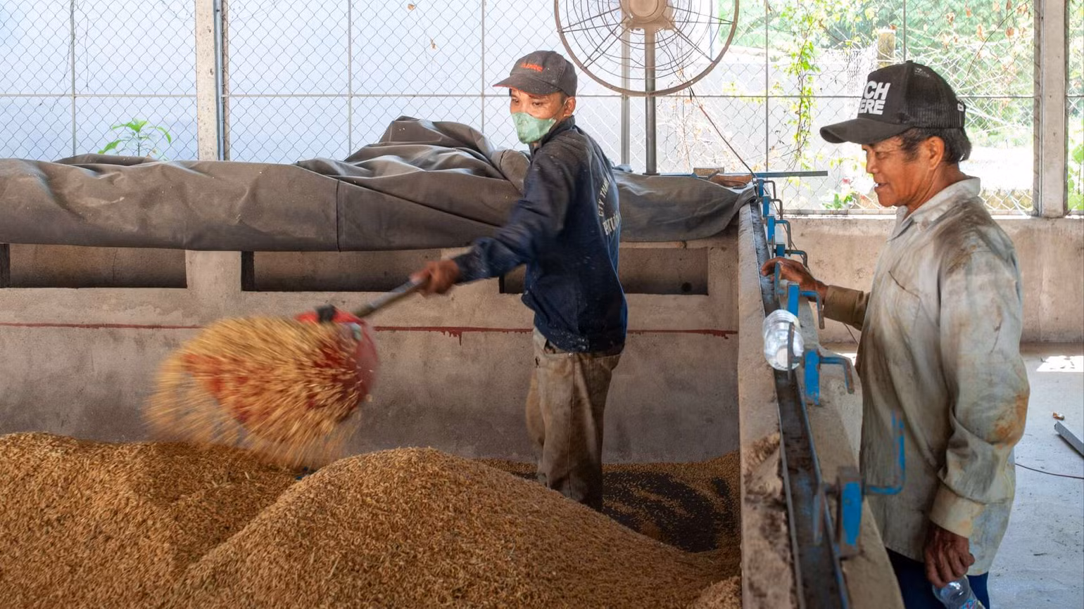 Mỗi lò sấy lúa trong vòng 14 tiếng.