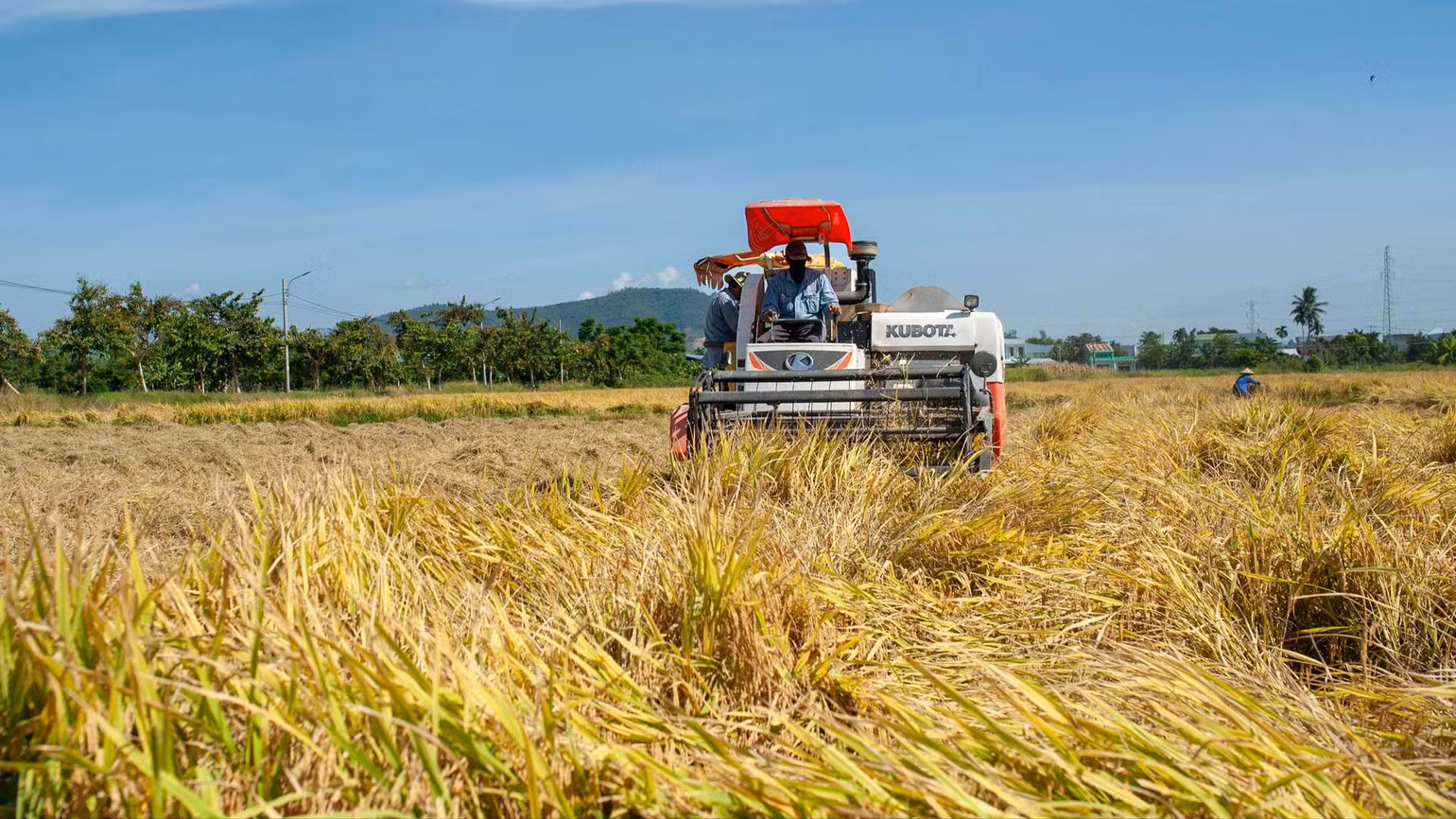 Máy gặt đập liên hợp được bà con thuê dịch vụ với khoảng 160 nghìn đồng.