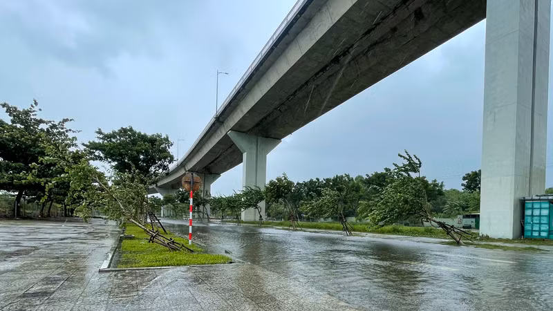 Nhiều cây xanh ngã đổ dưới chân cầu Thuận Phước.