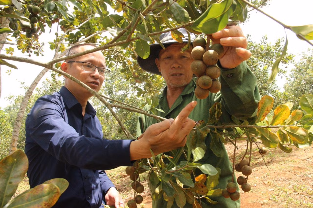 Niềm vui của người nông dân bên trái mắc ca. Niềm vui của người nông dân bên trái mắc ca.