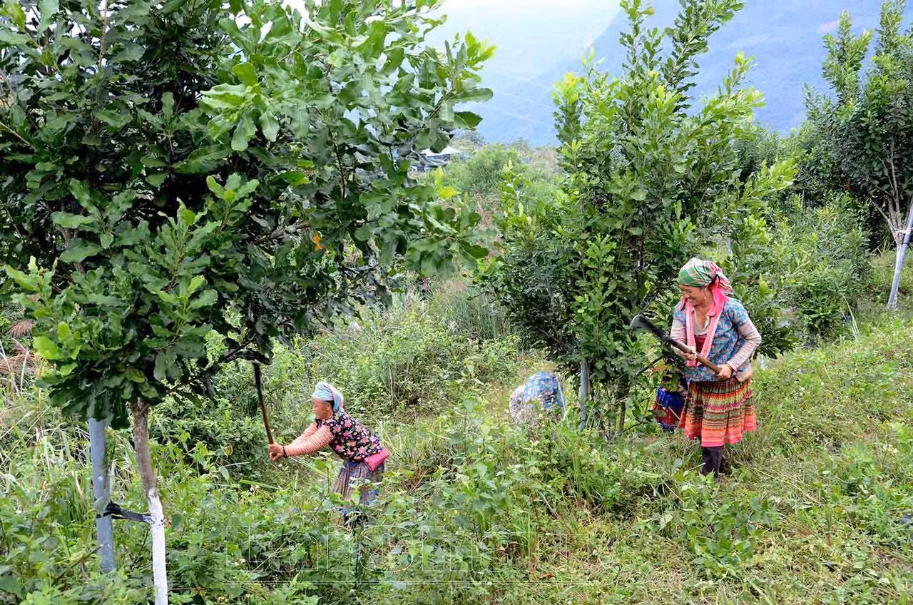 Triển khai hiệu quả Đề án sẽ tạo việc làm, tăng thu nhập cho người dân, góp phần ổn định dân cư, giữ vững an ninh chính trị, an toàn xã hội. Triển khai hiệu quả Đề án sẽ tạo việc làm, tăng thu nhập cho người dân, góp phần ổn định dân cư, giữ vững an ninh chính trị, an toàn xã hội.