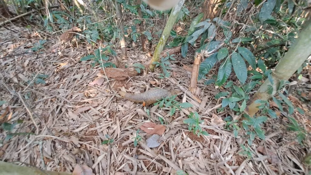 Cá thể tê tê được thả về môi trường tự nhiên.