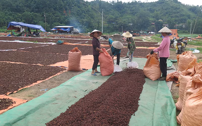 Các hộ dân ở Điềm He 2, Văn Quan (Lạng Sơn) phơi, tuyển chọn hồi cho các cơ sở thu gom hồi xuất khẩu.