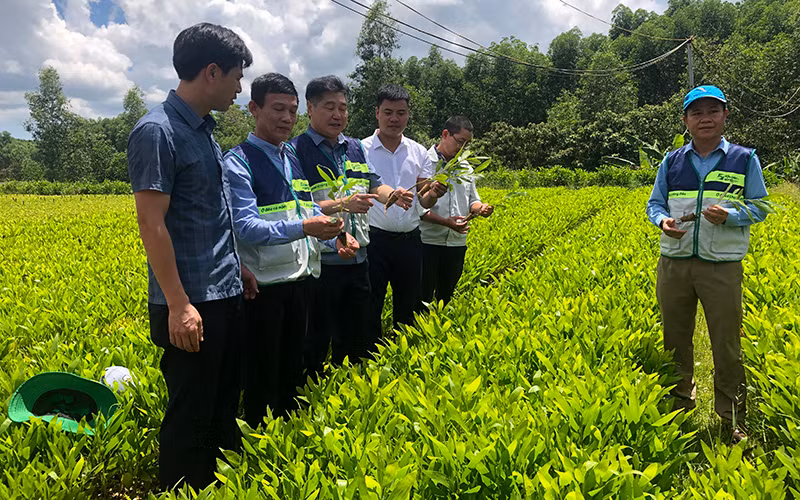 Mô hình vườn ươm cây lâm nghiệp tại xã Vĩnh Hà, huyện Vĩnh Linh (Quảng Trị). Mô hình vườn ươm cây lâm nghiệp tại xã Vĩnh Hà, huyện Vĩnh Linh (Quảng Trị).