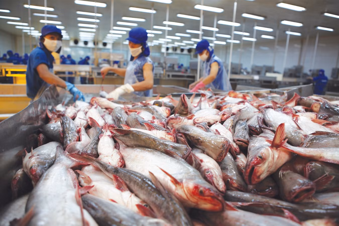 Doanh nghiệp ngành nông nghiệp chủ động đón đầu mùa tiêu dùng cuối năm.