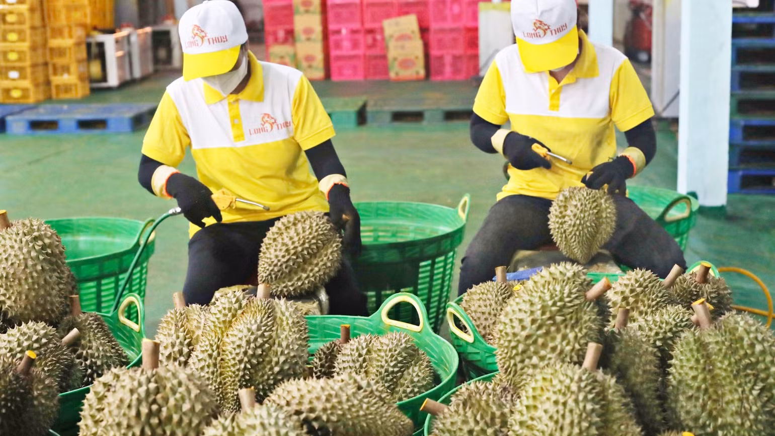 Sầu riêng là điểm sáng trên bức tranh xuất khẩu rau quả.