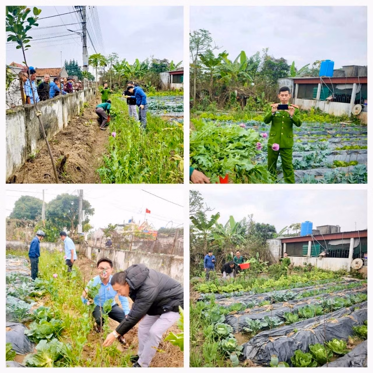 Lực lượng Công an kiểm tra vườn rau có gần 300 cây anh túc. (Ảnh do Công an huyện Giao Thủy - Nam Định cung cấp)