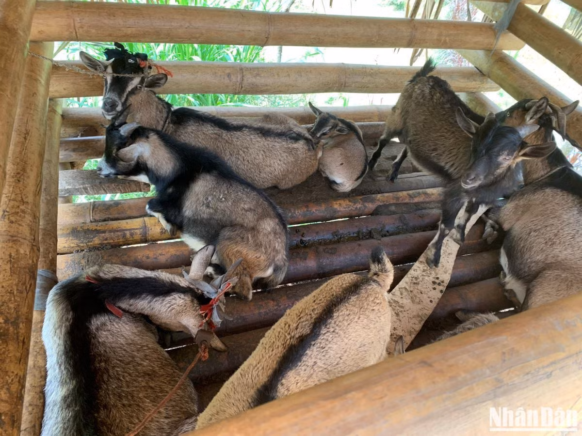 Nhờ chịu khó chăm sóc, đàn dê nhà chị Nhầu sinh sôi phát triển rất nhanh. Nhờ chịu khó chăm sóc, đàn dê nhà chị Nhầu sinh sôi phát triển rất nhanh.
