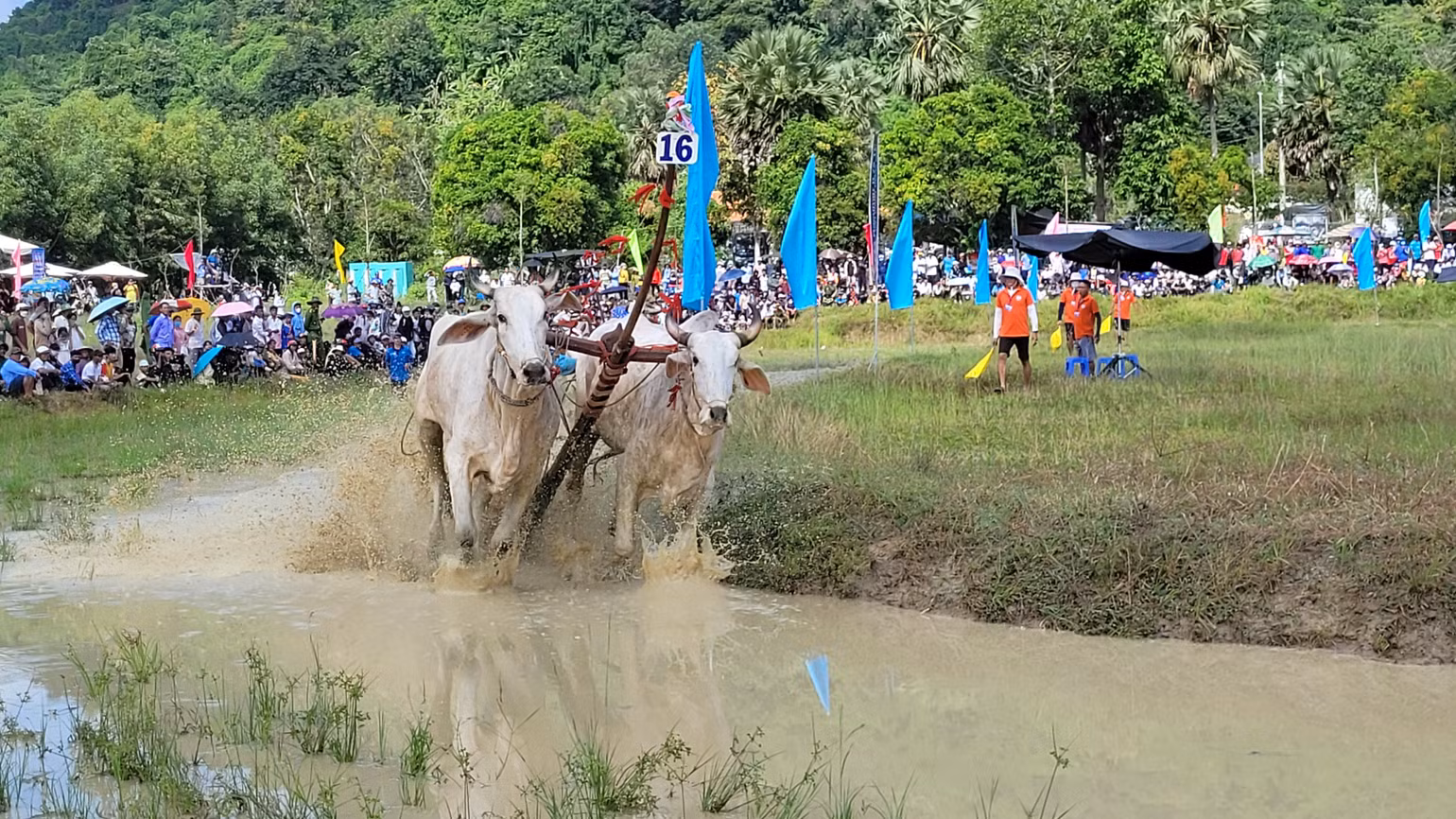 Một đôi bò về đích Một đôi bò về đích