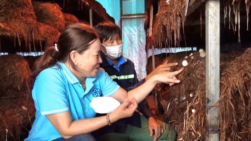 Mô hình trồng nấm rơm tuần hoàn Mô hình trồng nấm rơm tuần hoàn