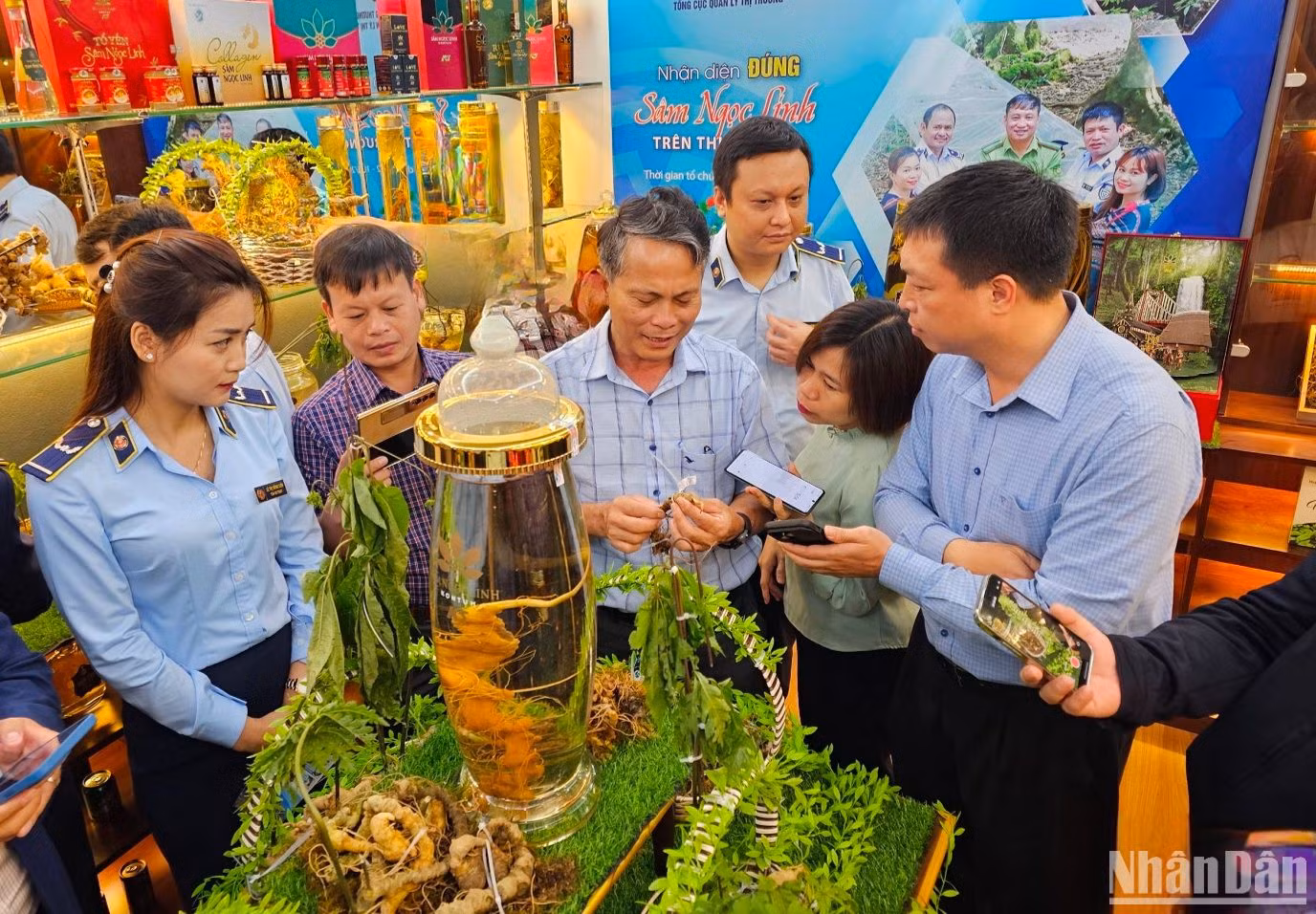Hướng dẫn nhận diện sản phẩm sâm Ngọc Linh. Hướng dẫn nhận diện sản phẩm sâm Ngọc Linh.