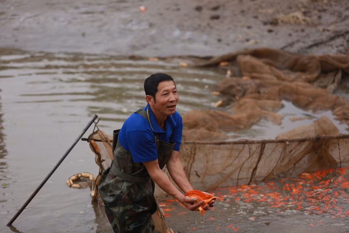 Ông Nguyễn Huy Luận xã Tuy Lộc vui mừng vì năm nay cá chép đỏ được mùa, được giá.