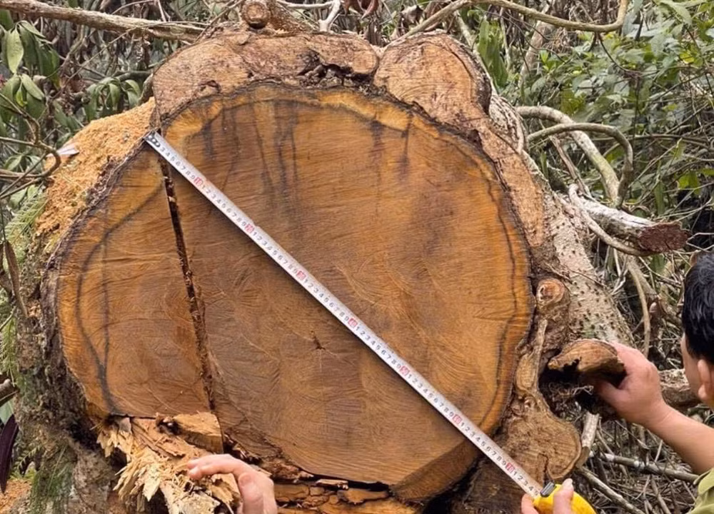 Cây gỗ quý có đường kính hơn 60cm bị các đối tượng đốn hạ. Cây gỗ quý có đường kính hơn 60cm bị các đối tượng đốn hạ.