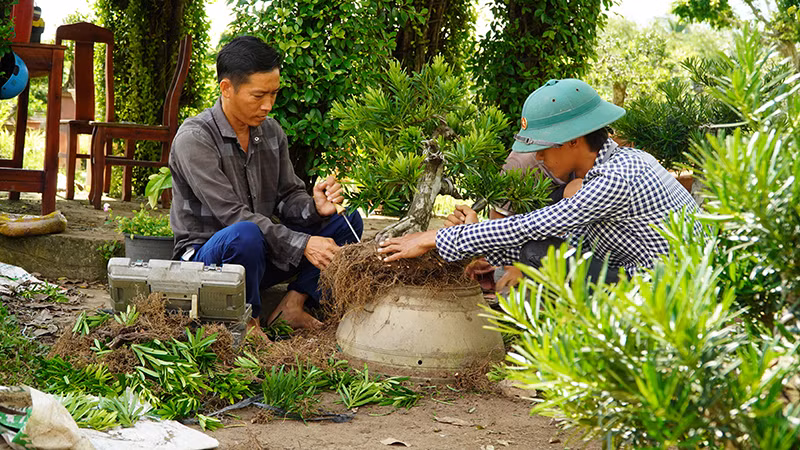 Chăm sóc kiểng bonsai tại xã Tân Khánh Đông, thành phố Sa Đéc, tỉnh Đồng Tháp. (Ảnh: HỮU NGHĨA)