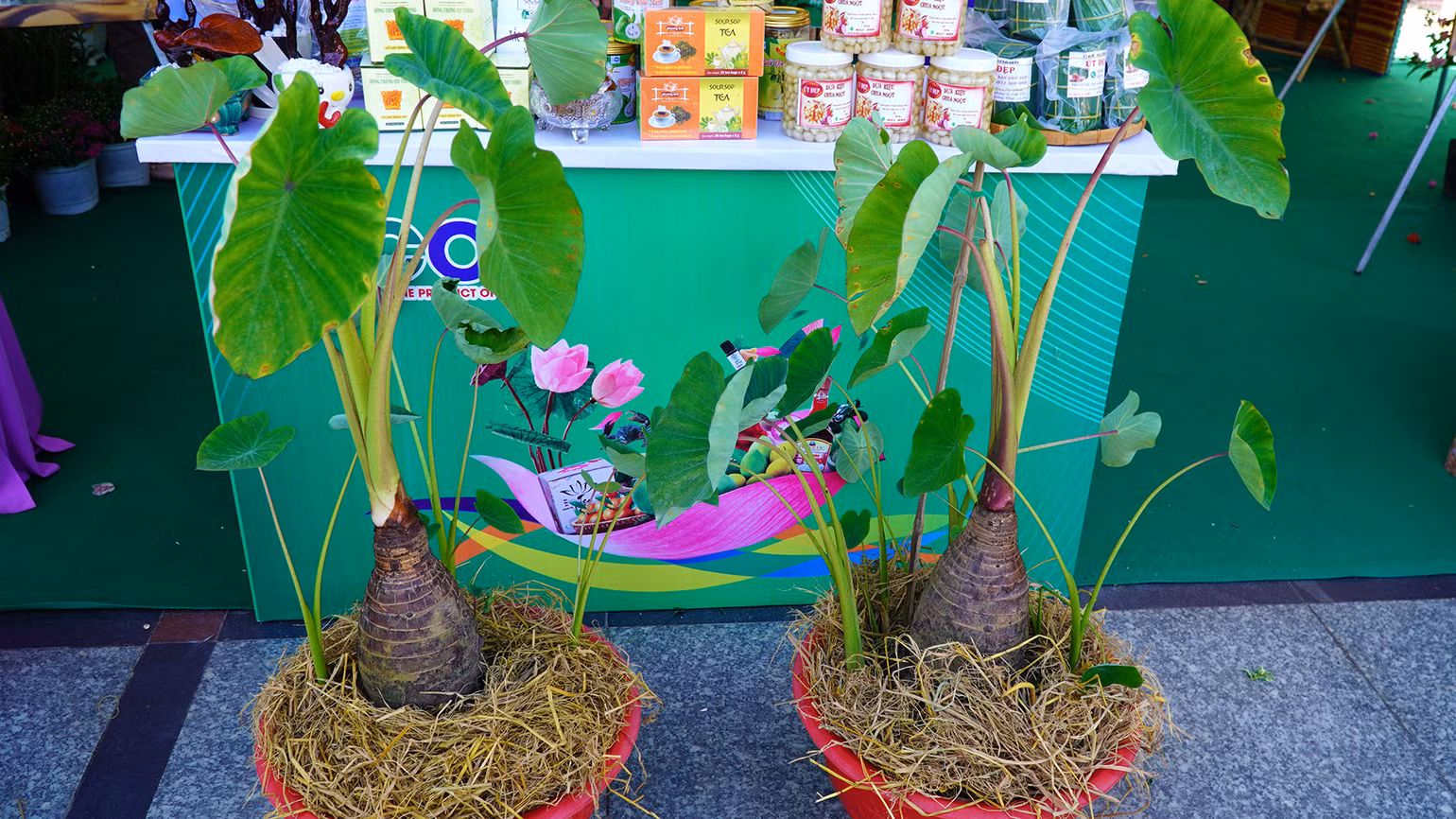 Du khách bày tỏ thích thú khi lần đầu thấy khoai môn được lên chậu kiểng. (Ảnh: HỮU NGHĨA)