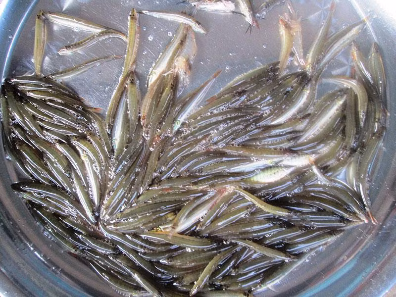 Cá khoai đặc sản mùa nước nổi.
