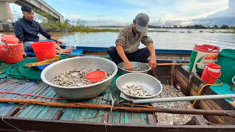 Mùa nước nổi giúp ngư dân có thu nhập ổn định từ đánh bắt thủy sản.
